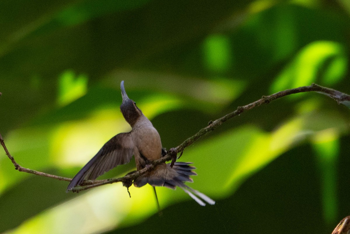 Long-billed Hermit - ML633517761