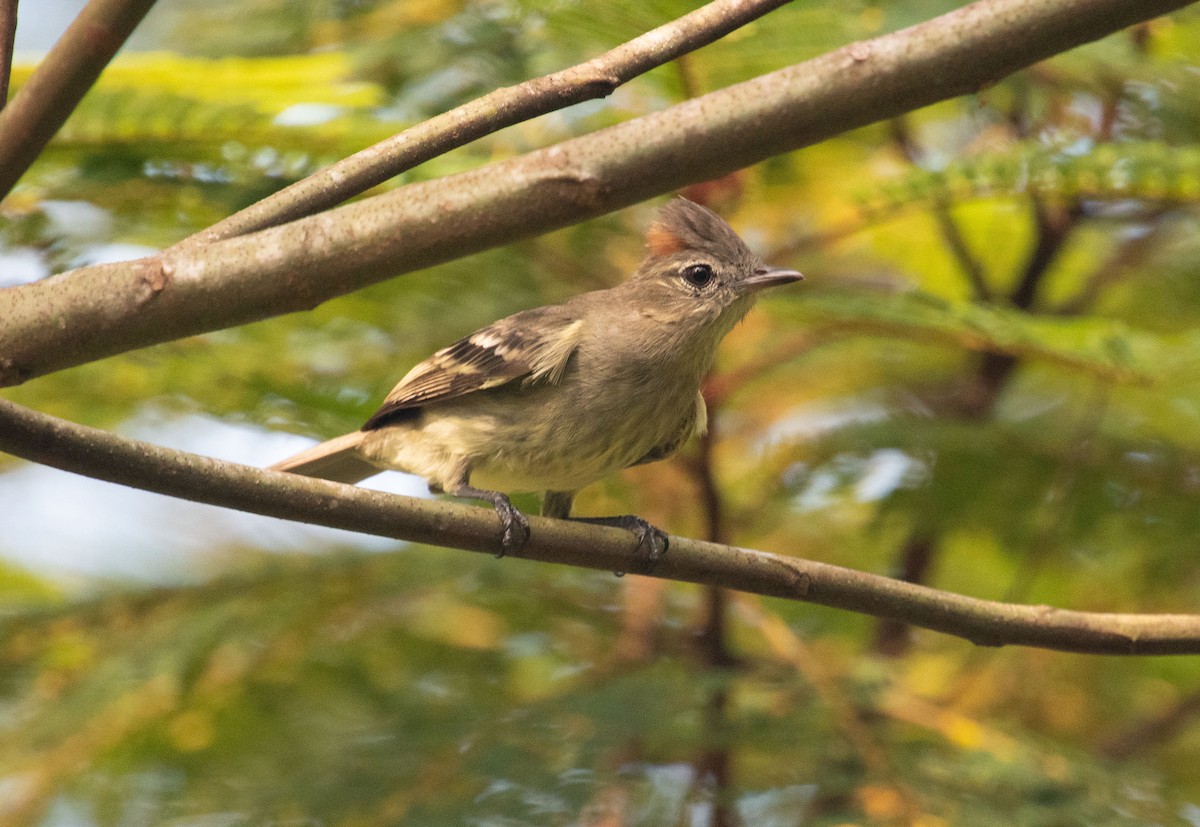 Rufous-crowned Elaenia - ML633517802