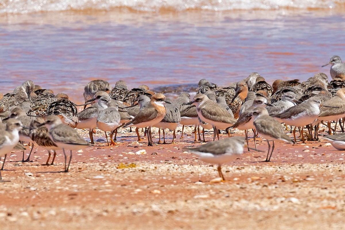 チベットメダイチドリ - ML633517881