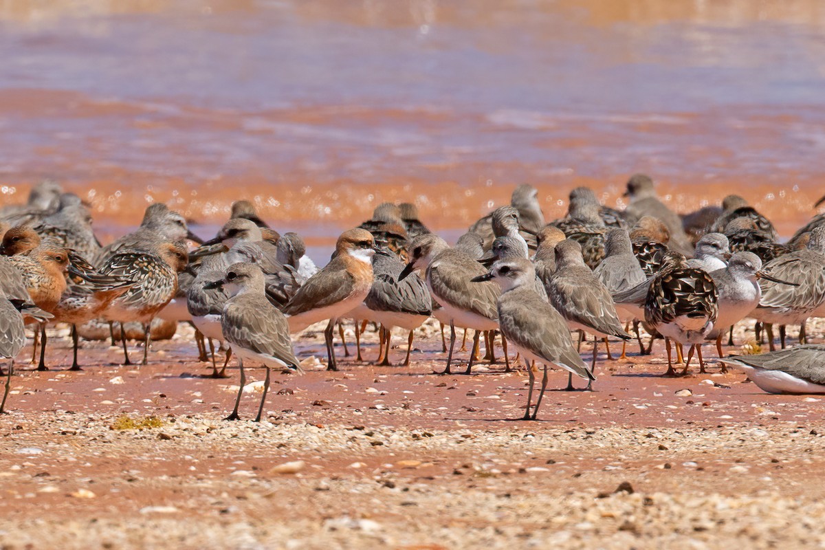 チベットメダイチドリ - ML633517882