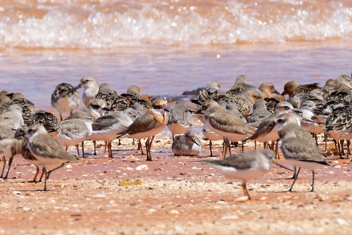 チベットメダイチドリ - ML633517883