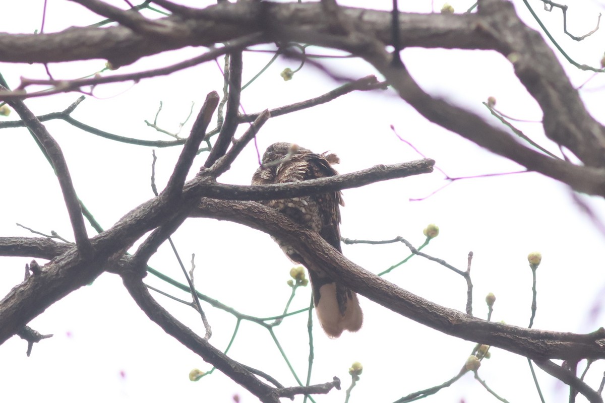 Eastern Whip-poor-will - ML633518053
