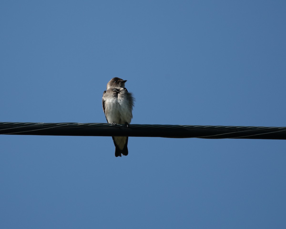 Northern Rough-winged Swallow (Northern) - ML633518115