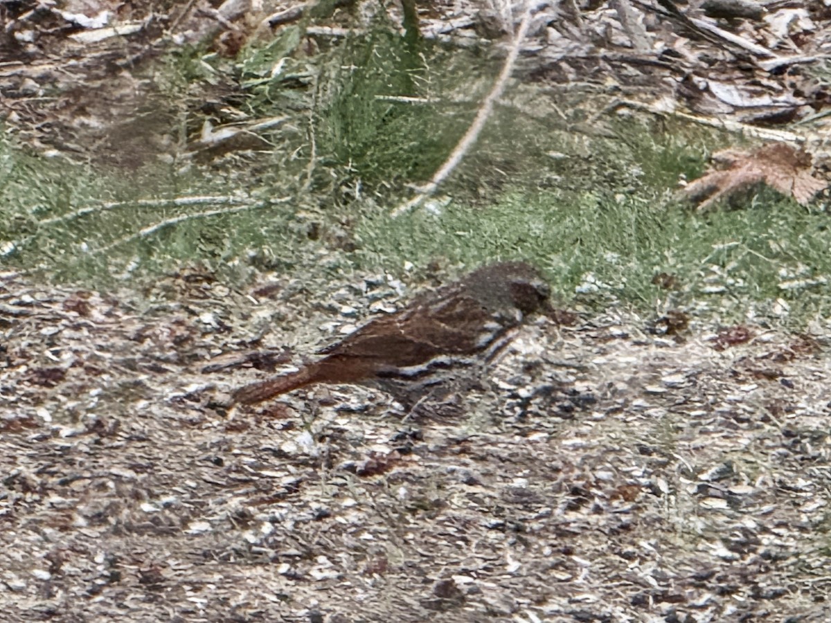 Fox Sparrow - ML633518116