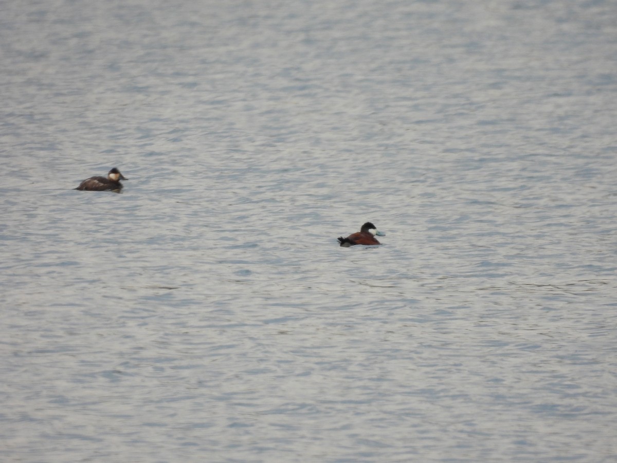 Ruddy Duck - ML633518244