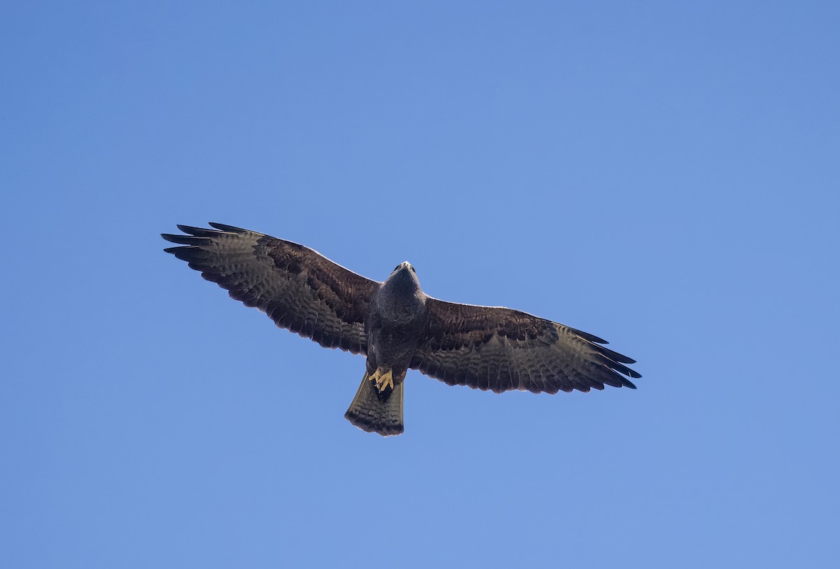 Swainson's Hawk - ML633518248