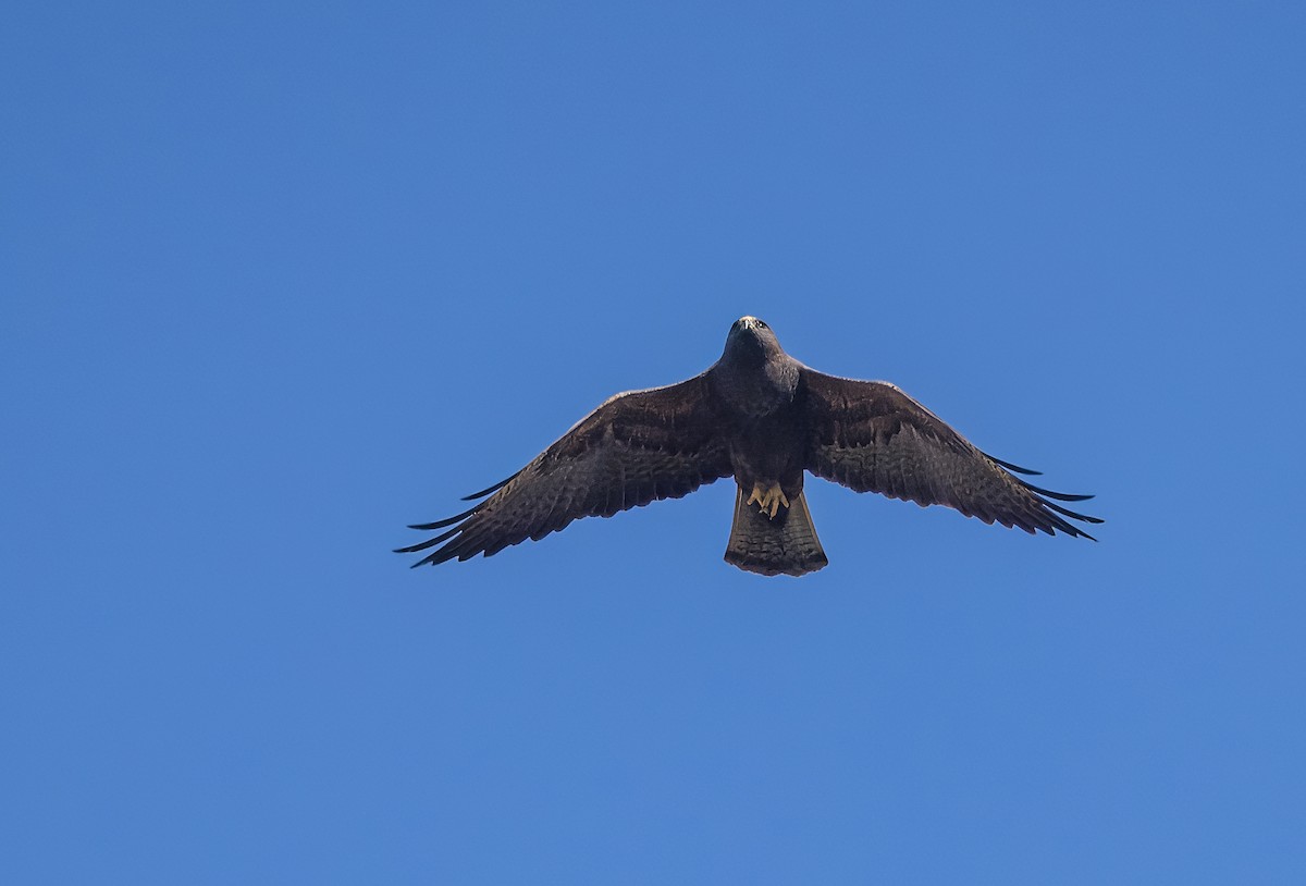 Swainson's Hawk - ML633518251