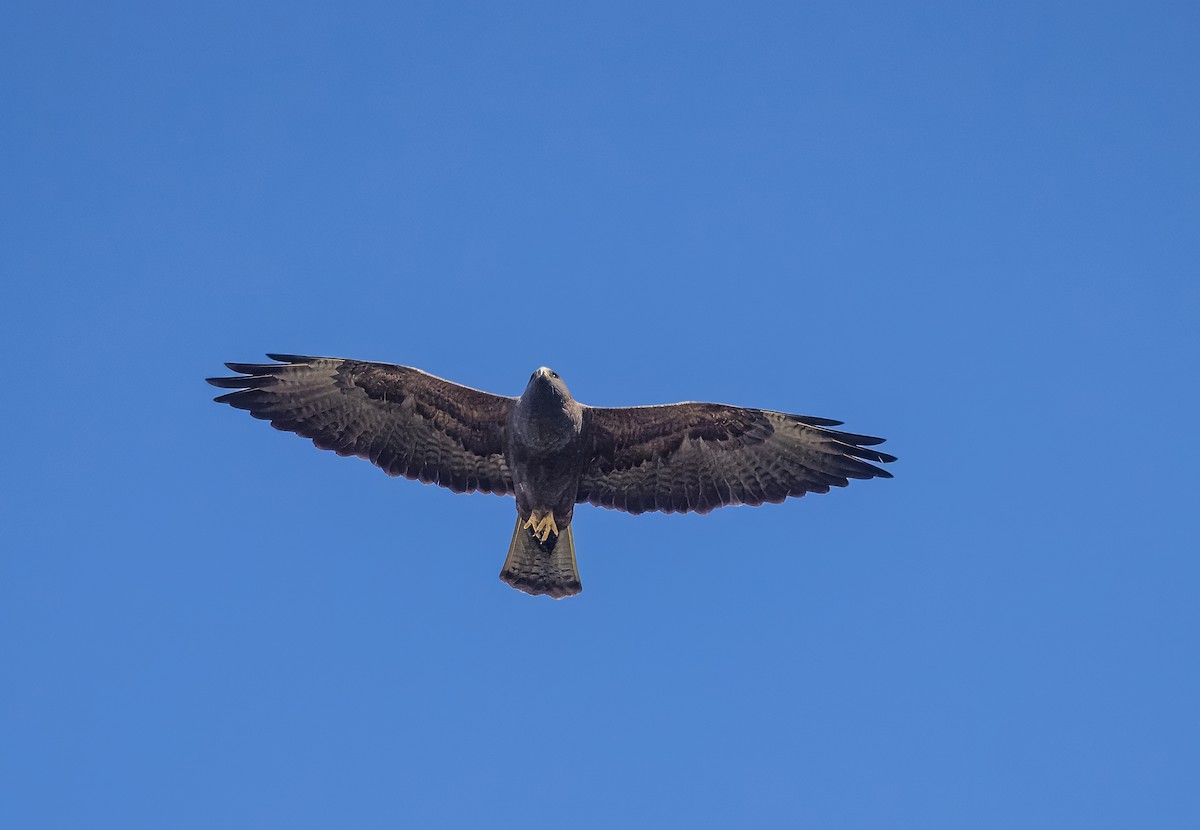 Swainson's Hawk - ML633518253