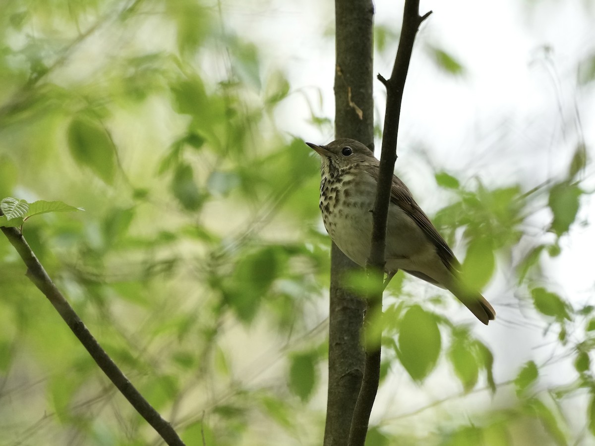 Hermit Thrush - ML633518434
