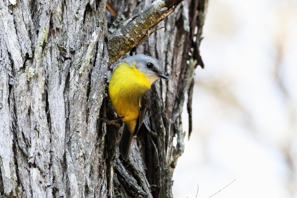 Eastern Yellow Robin - ML633518440