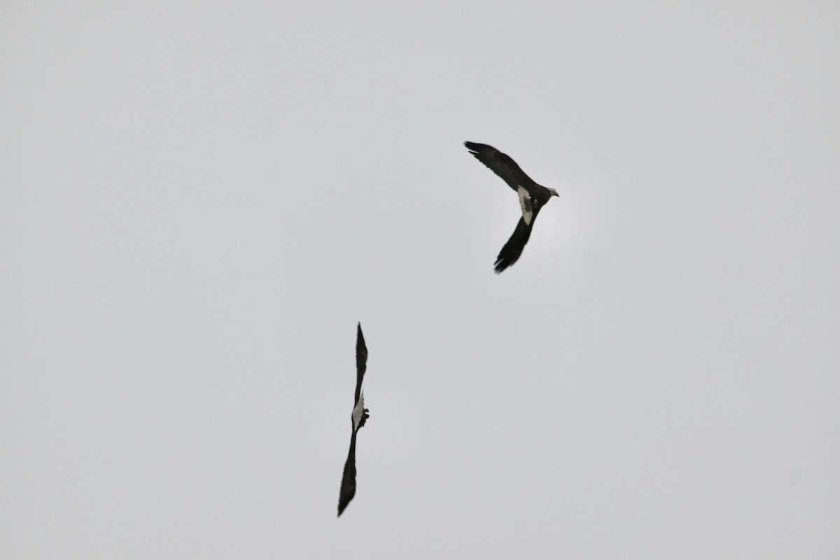 Bald Eagle - ML633518455
