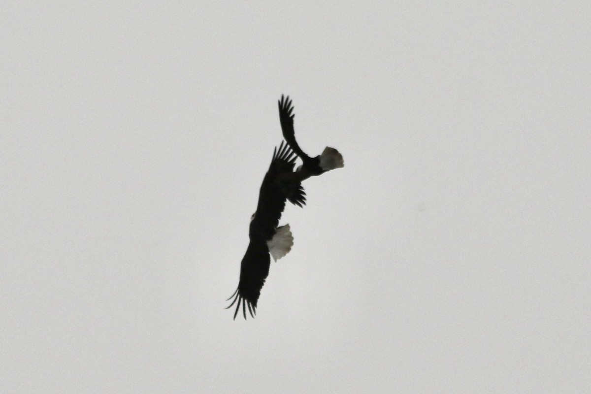 Bald Eagle - ML633518456