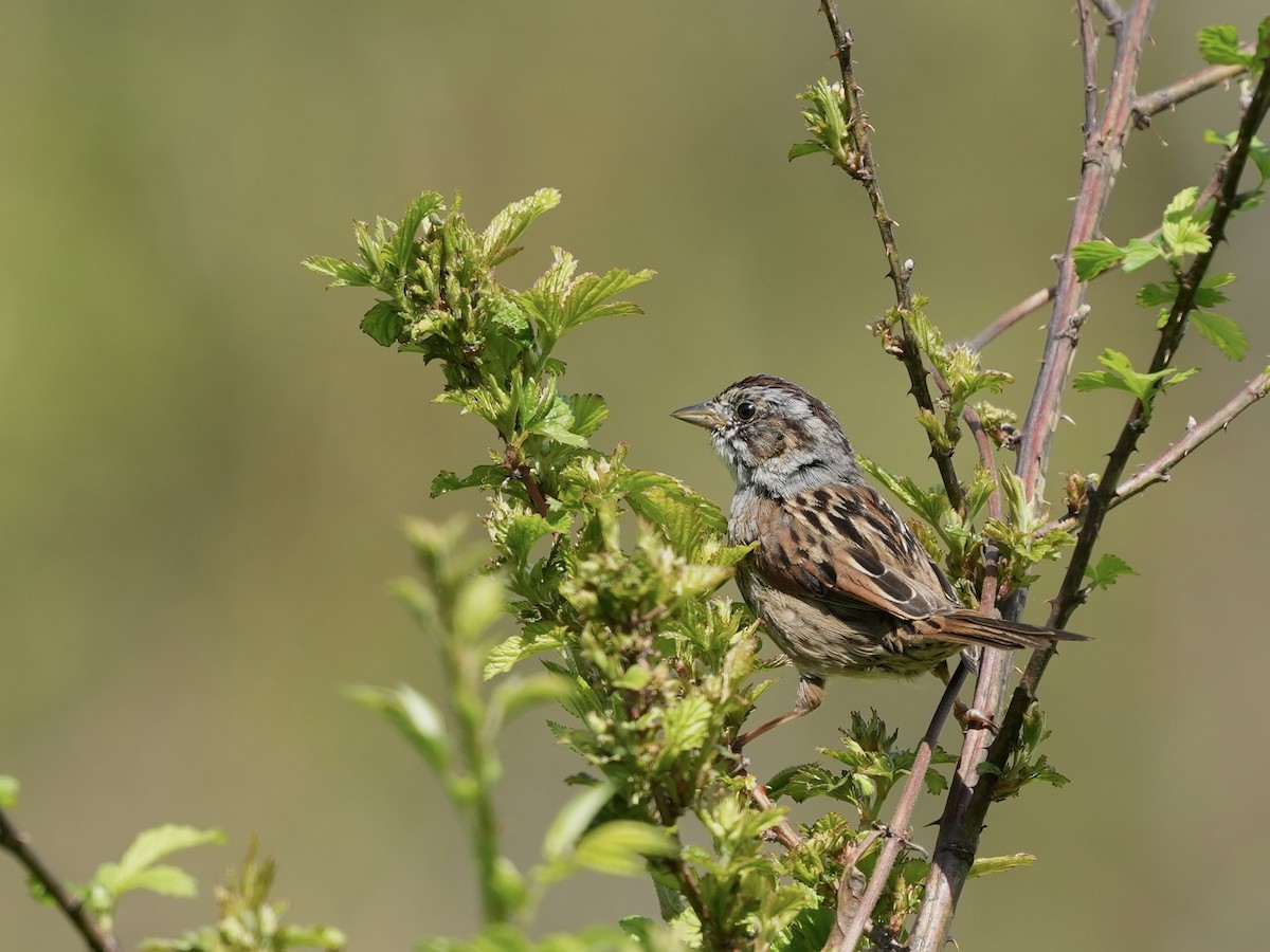 Swamp Sparrow - ML633518475