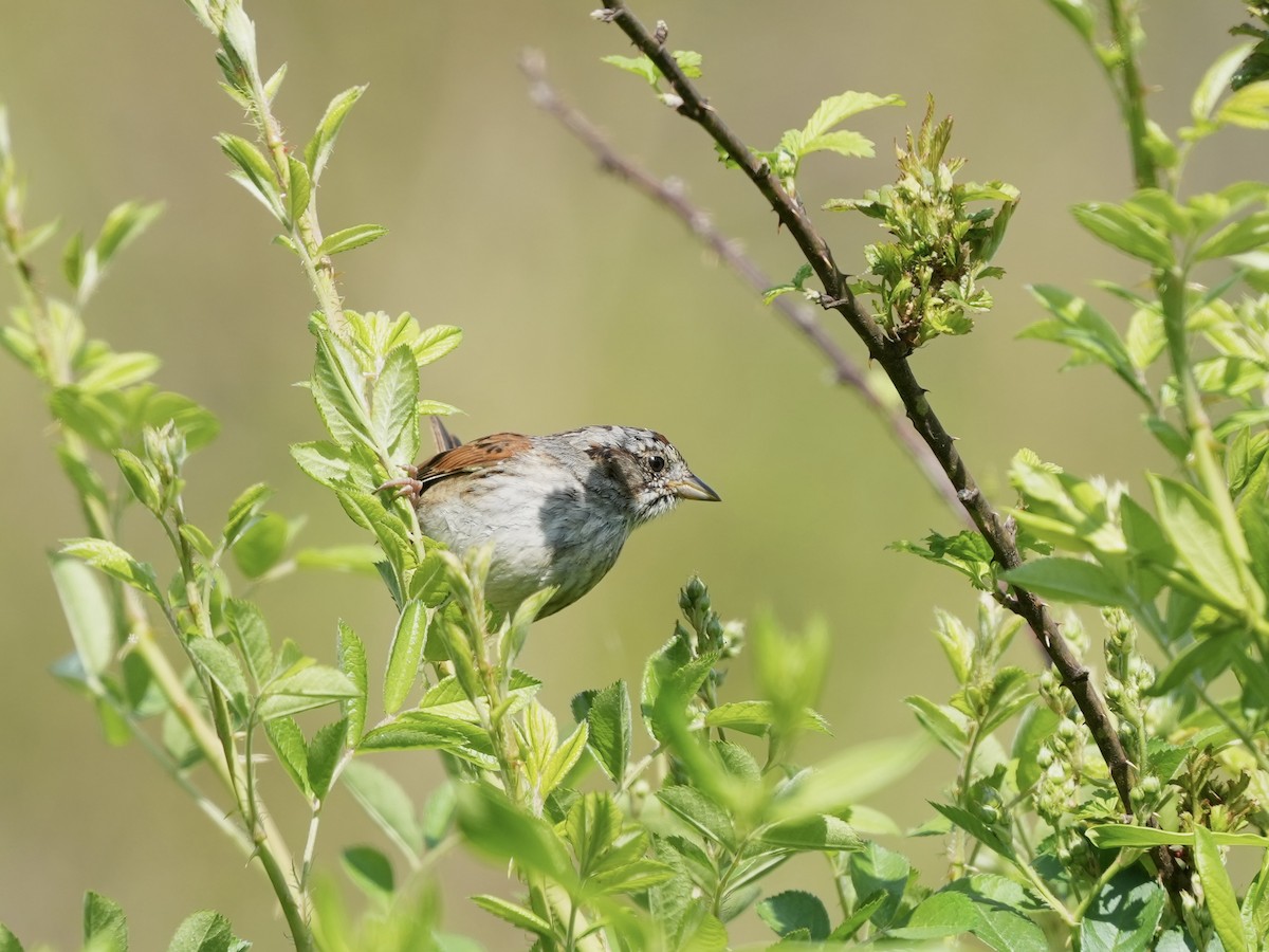 Swamp Sparrow - ML633518476