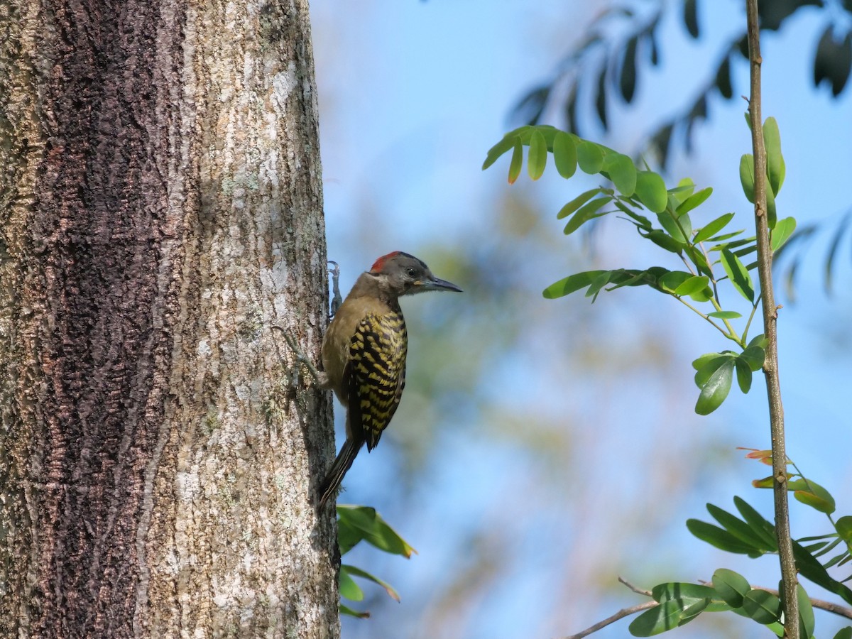 Hispaniolan Woodpecker - ML633518627