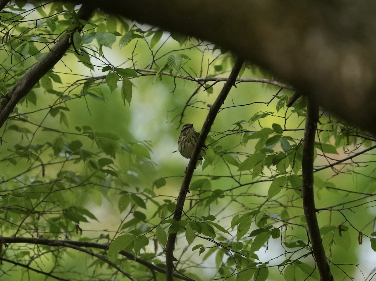 Louisiana Waterthrush - ML633518642