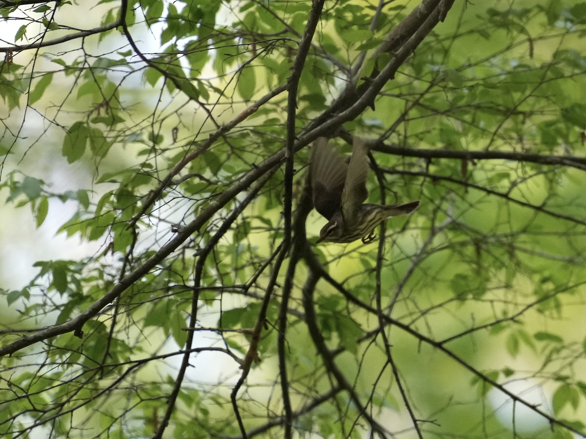 Louisiana Waterthrush - ML633518643