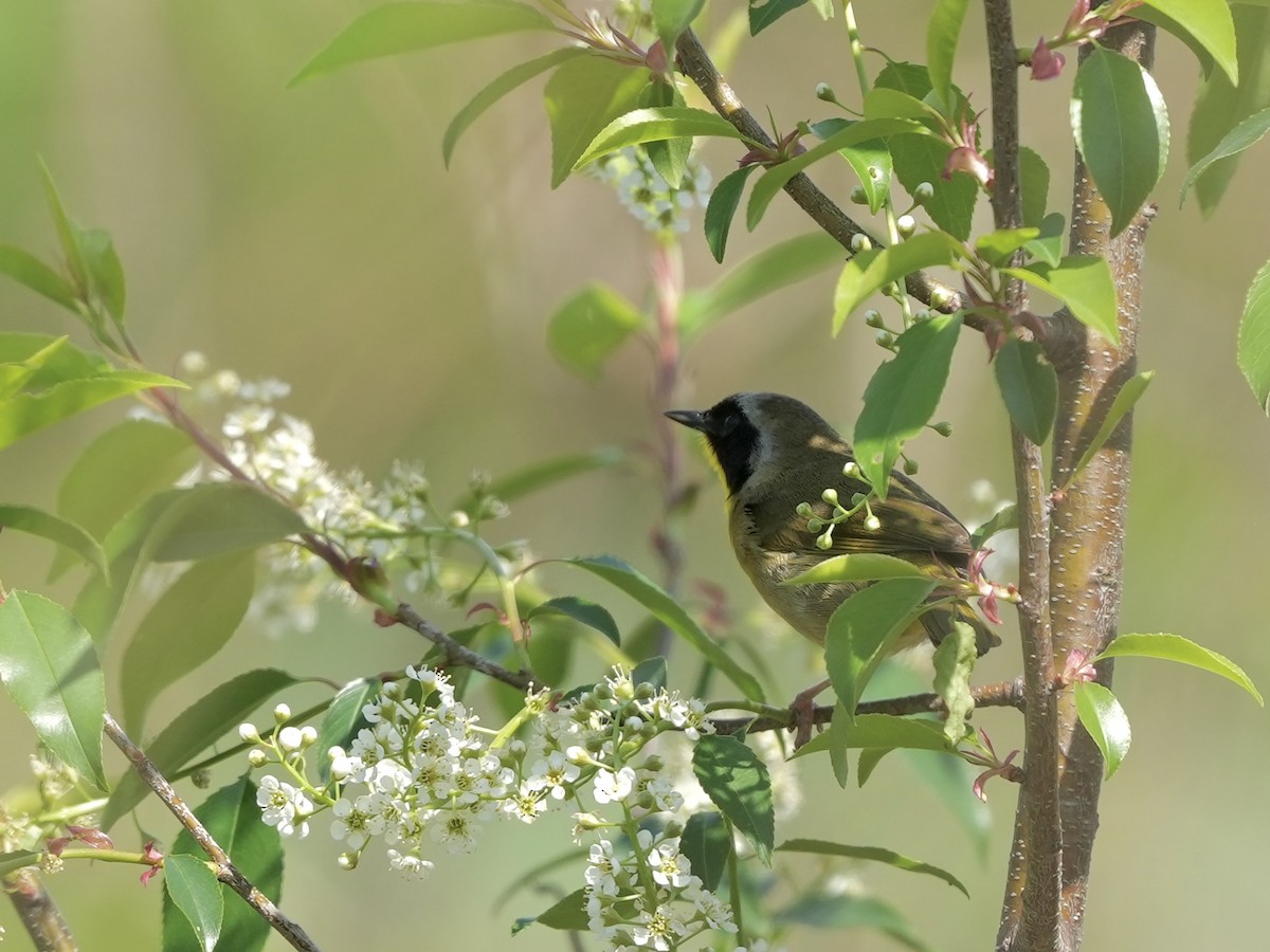 Common Yellowthroat - ML633518669
