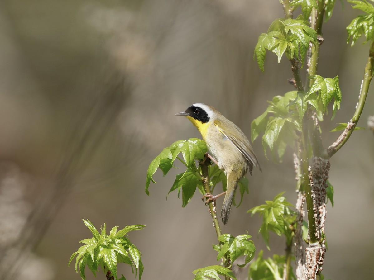 Common Yellowthroat - ML633518670