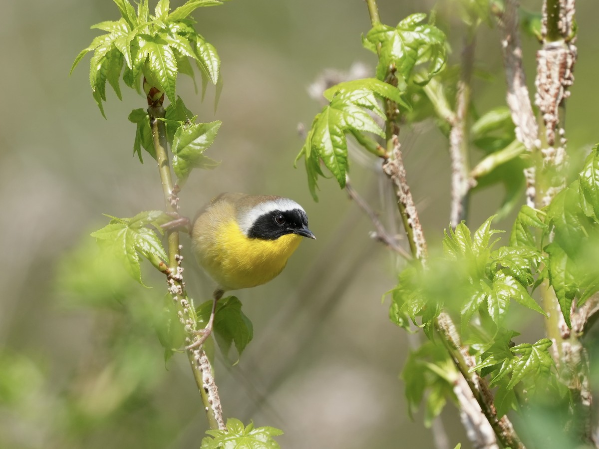 Common Yellowthroat - ML633518671