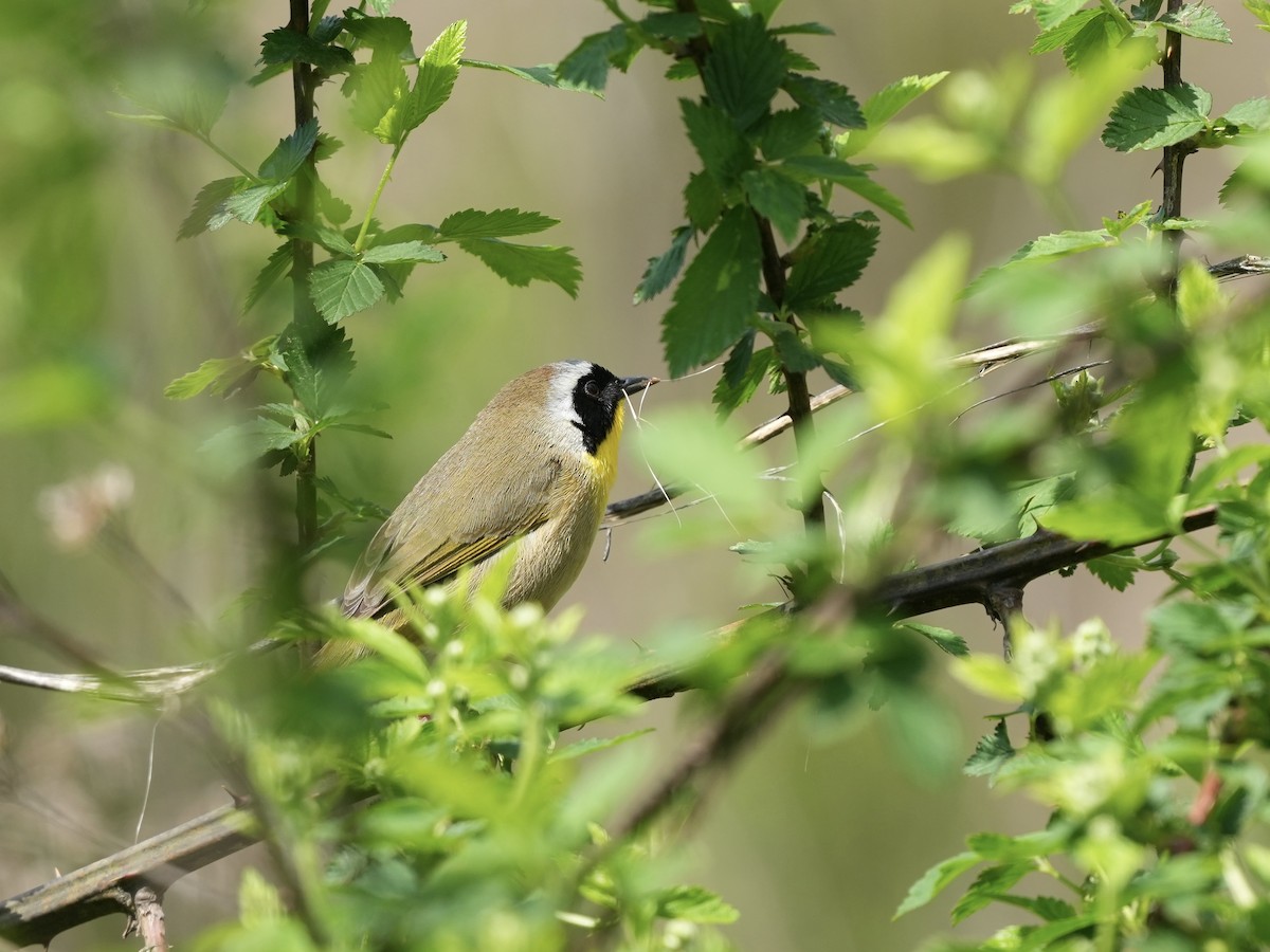 Common Yellowthroat - ML633518672