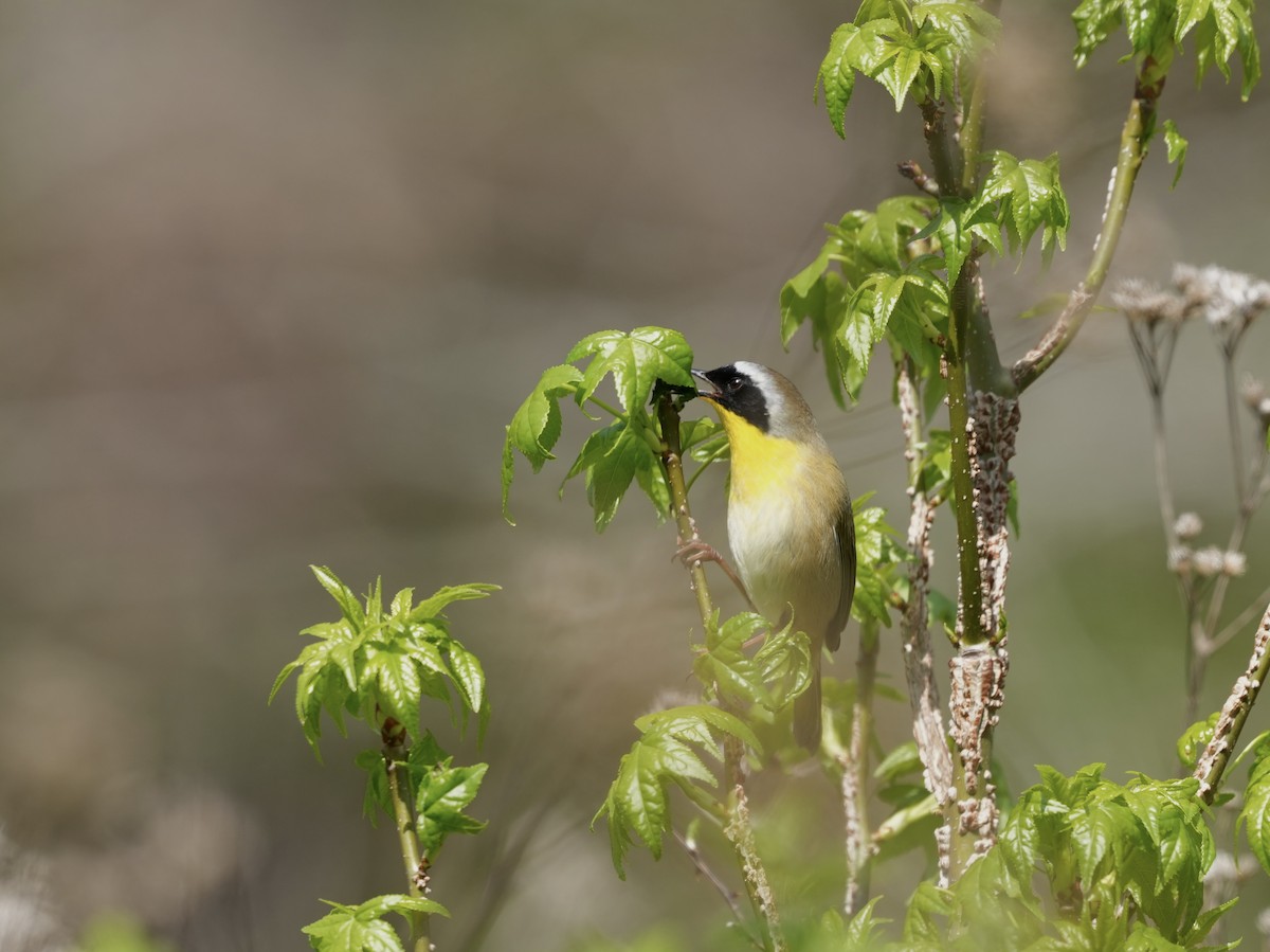 Common Yellowthroat - ML633518673