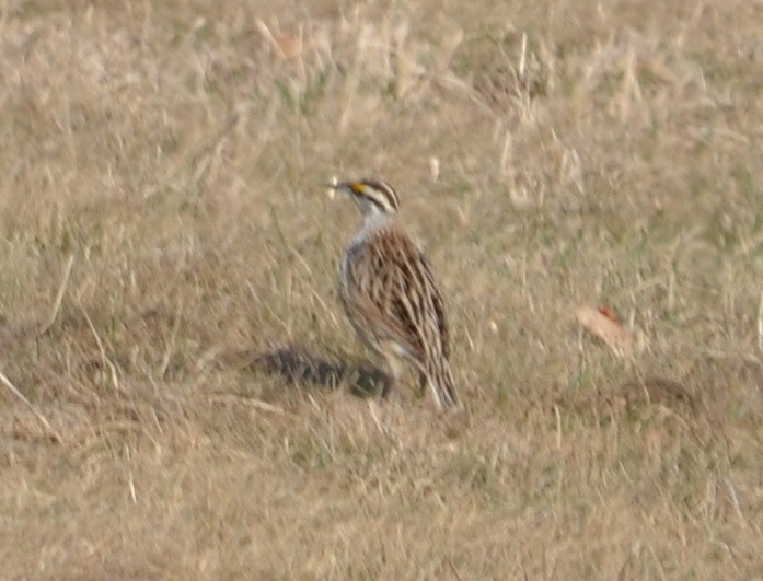 Eastern Meadowlark (Eastern) - ML633518680