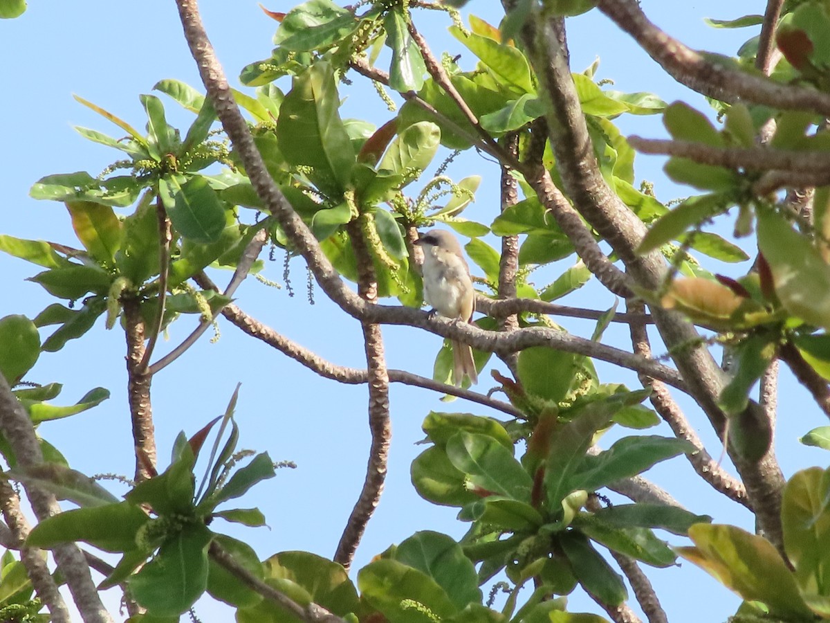 Brown Shrike (Philippine) - ML633518689