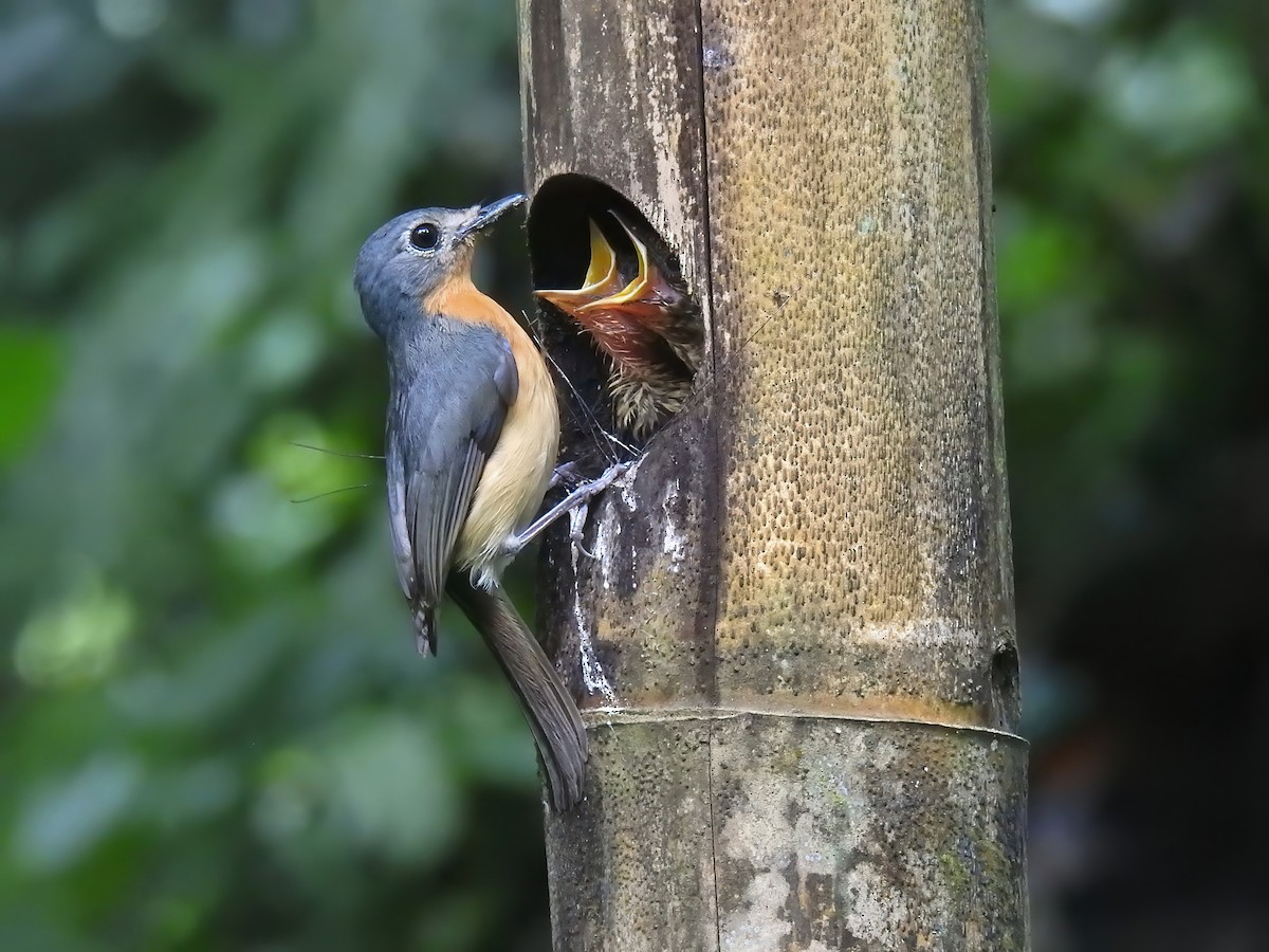 Javan Blue Flycatcher - ML633518715
