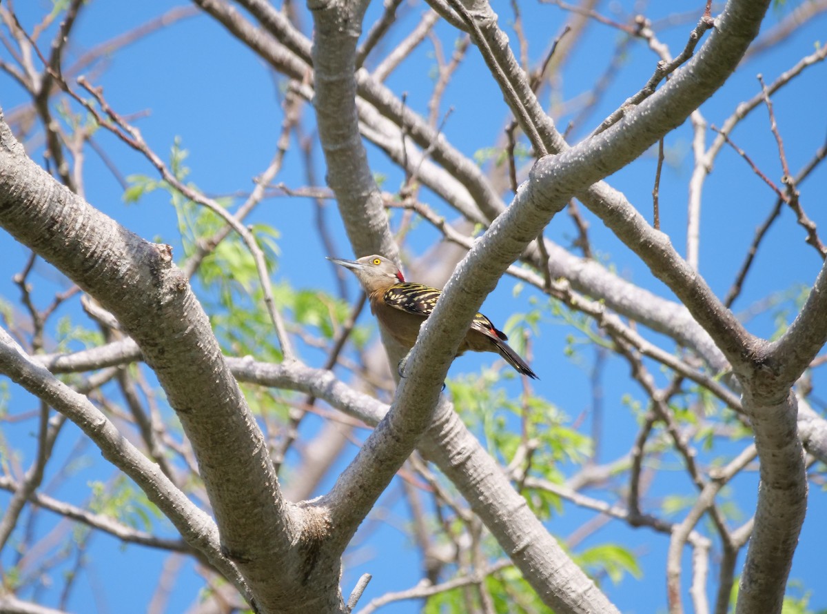 Hispaniolan Woodpecker - ML633518726