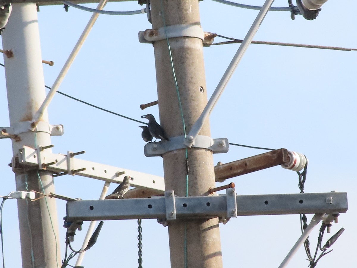 Asian Glossy Starling - ML633518743