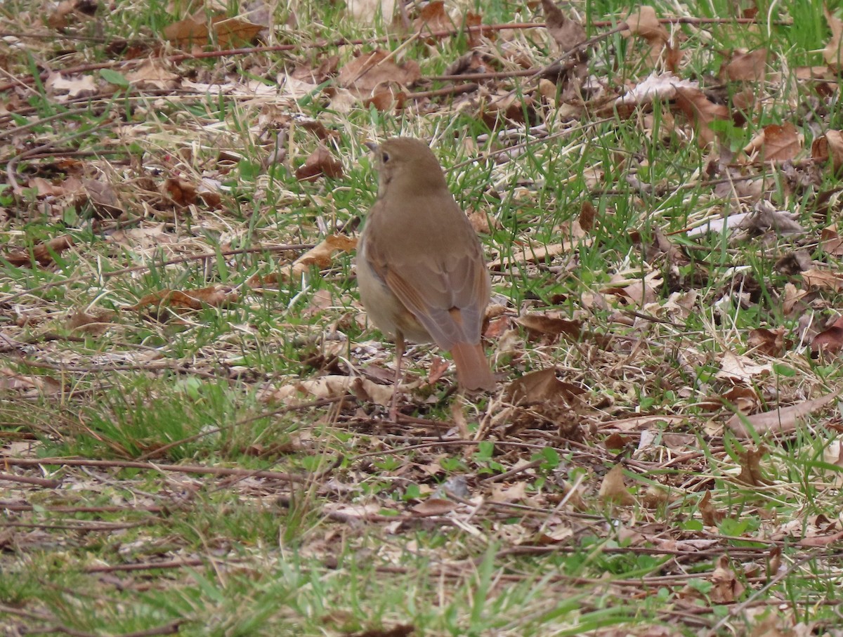 Hermit Thrush - ML633518753