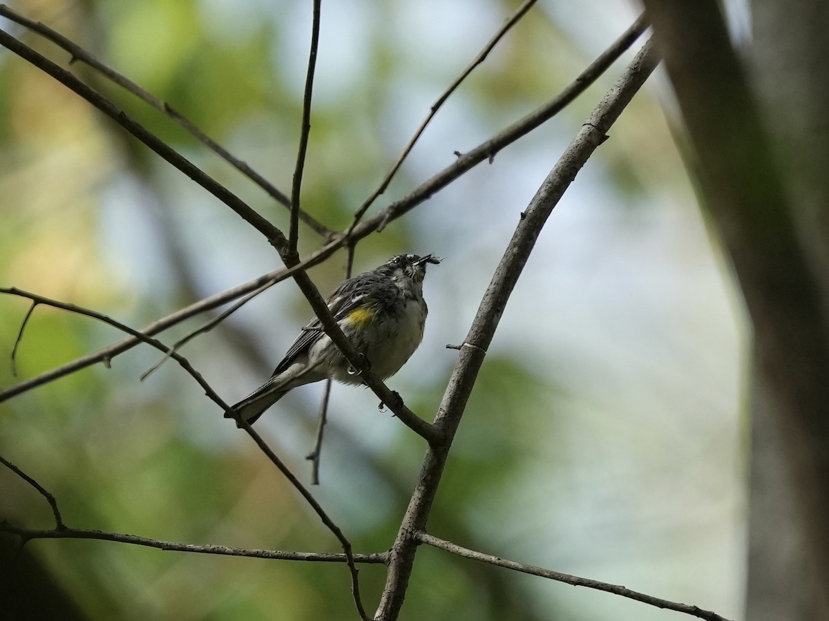 Yellow-rumped Warbler - ML633518798