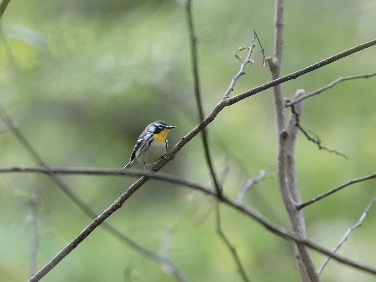 Yellow-throated Warbler - ML633518842