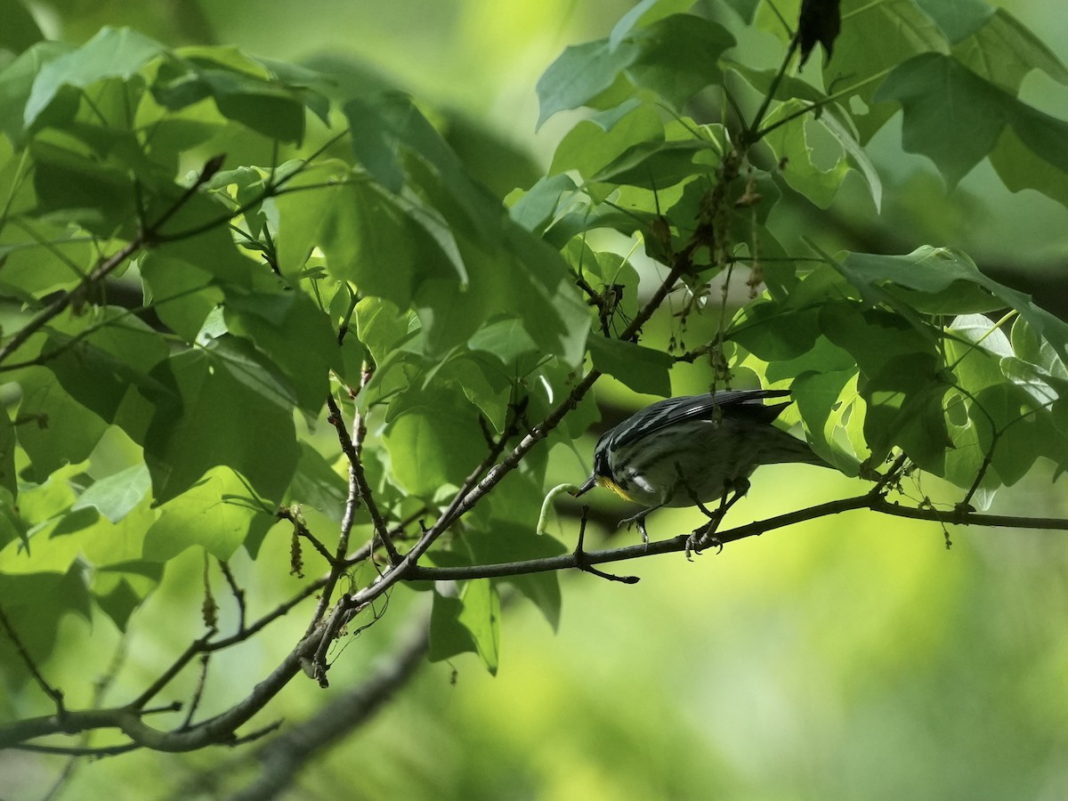 Yellow-throated Warbler - ML633518844