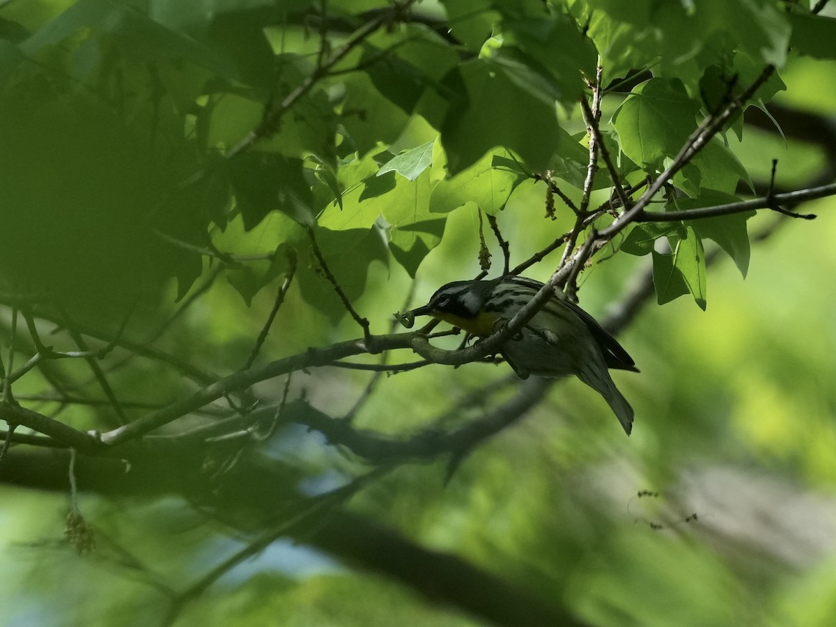 Yellow-throated Warbler - ML633518845