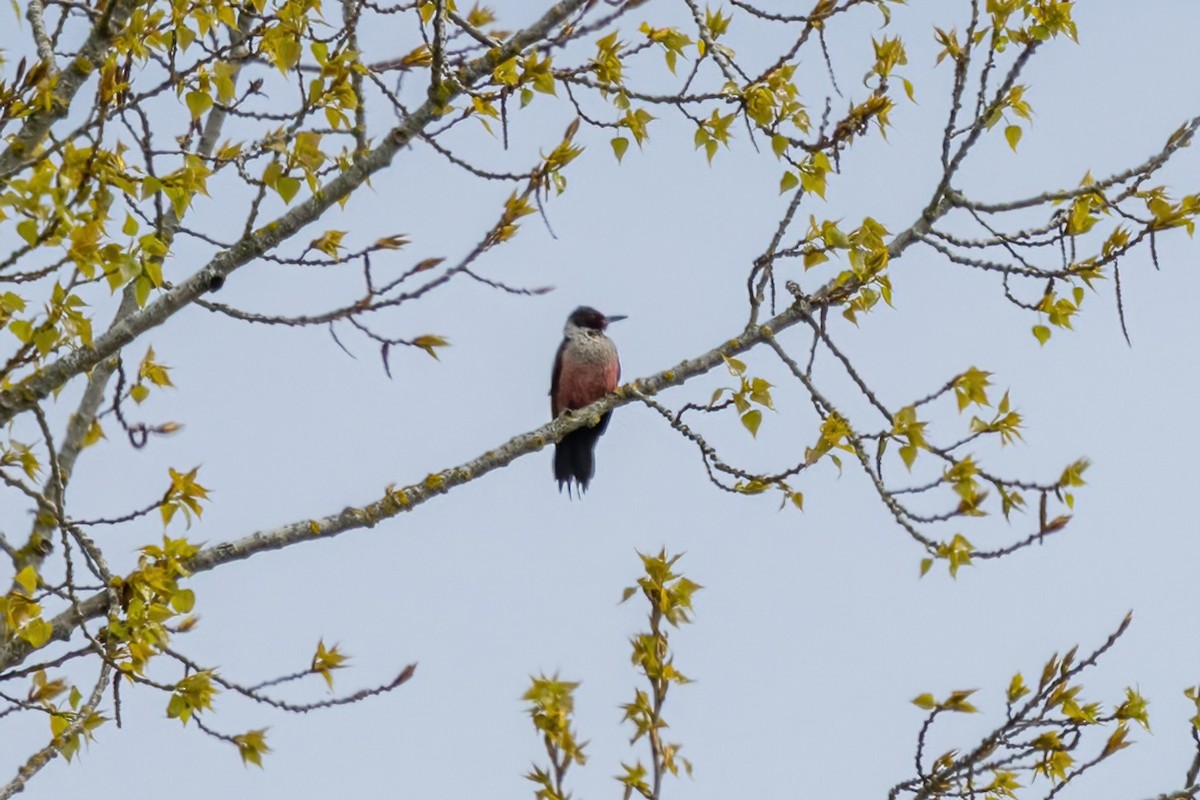 Lewis's Woodpecker - ML633518861