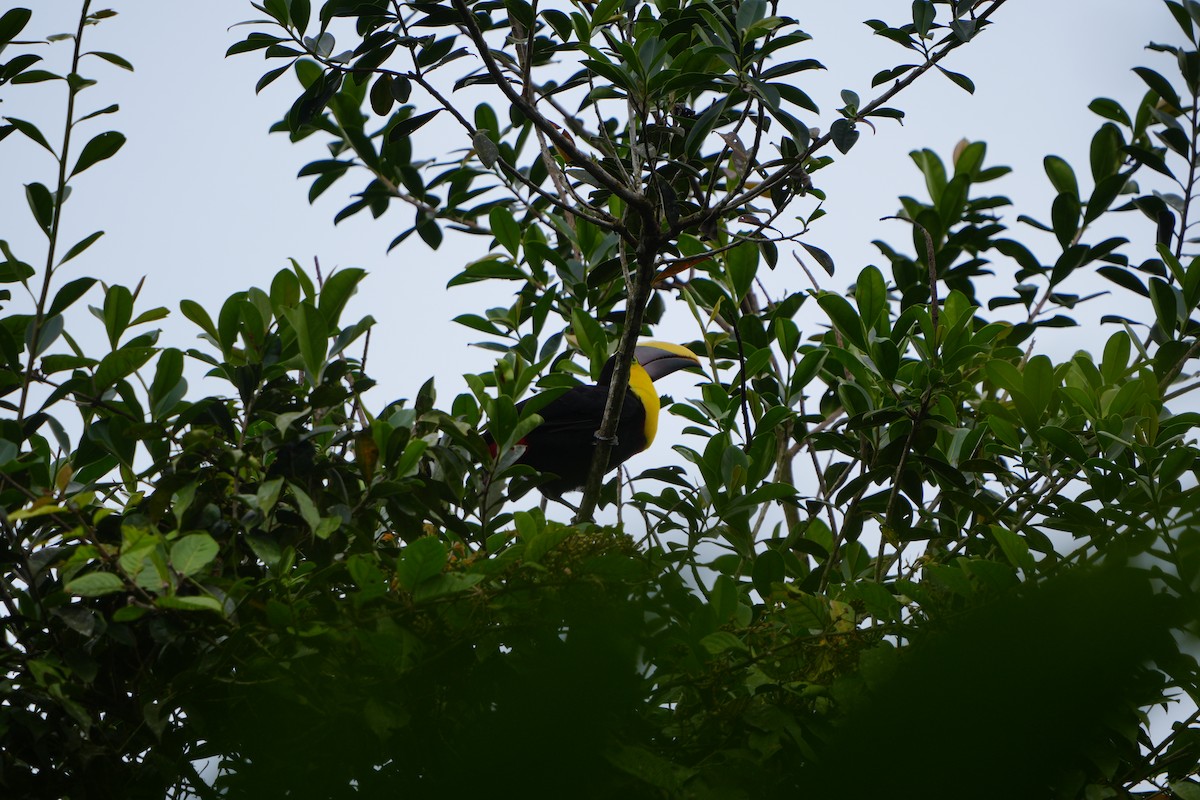 Yellow-throated Toucan - ML633518877