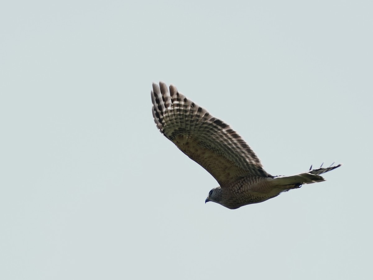 Red-shouldered Hawk - ML633518891