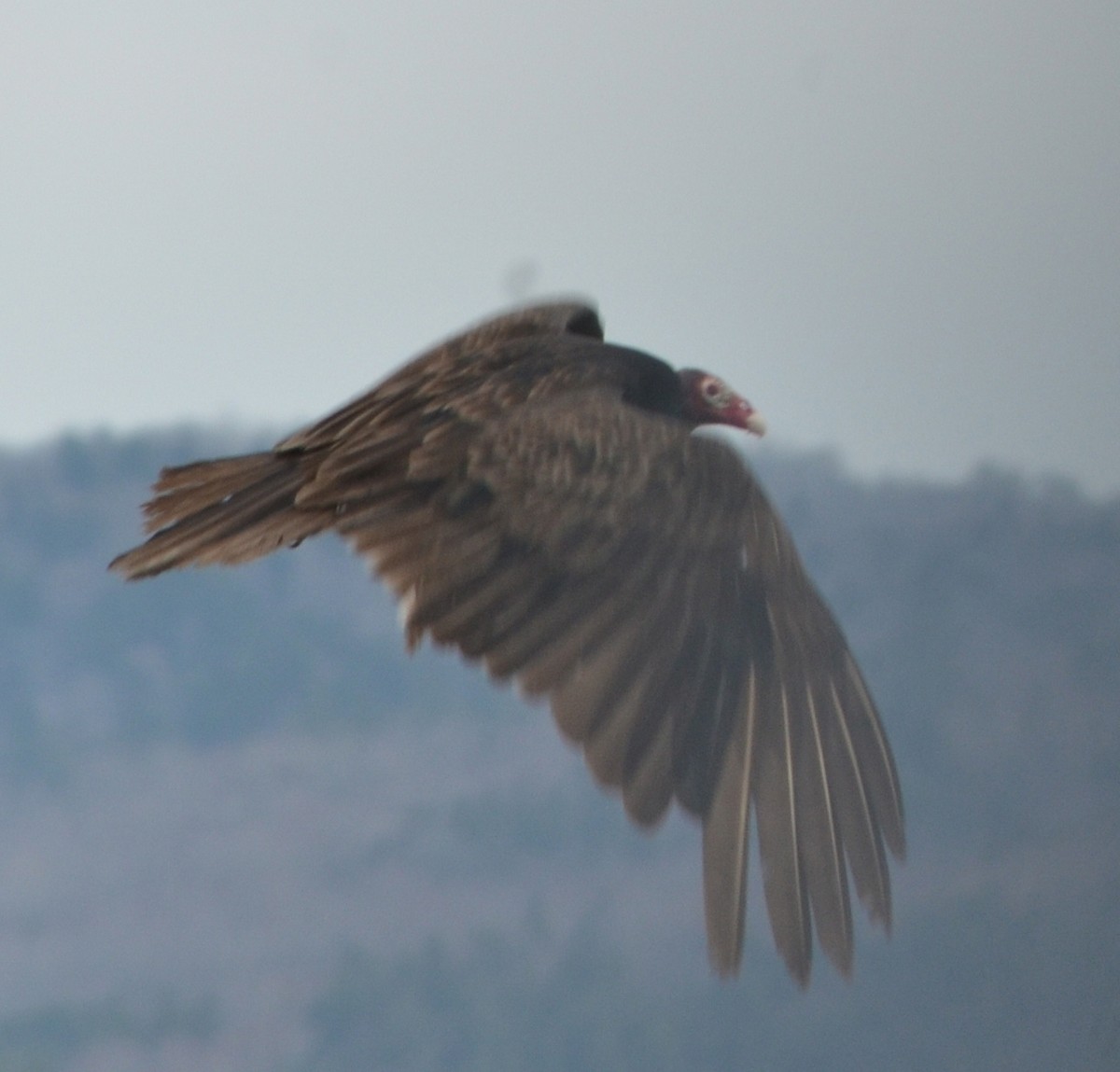 Turkey Vulture - ML633518975