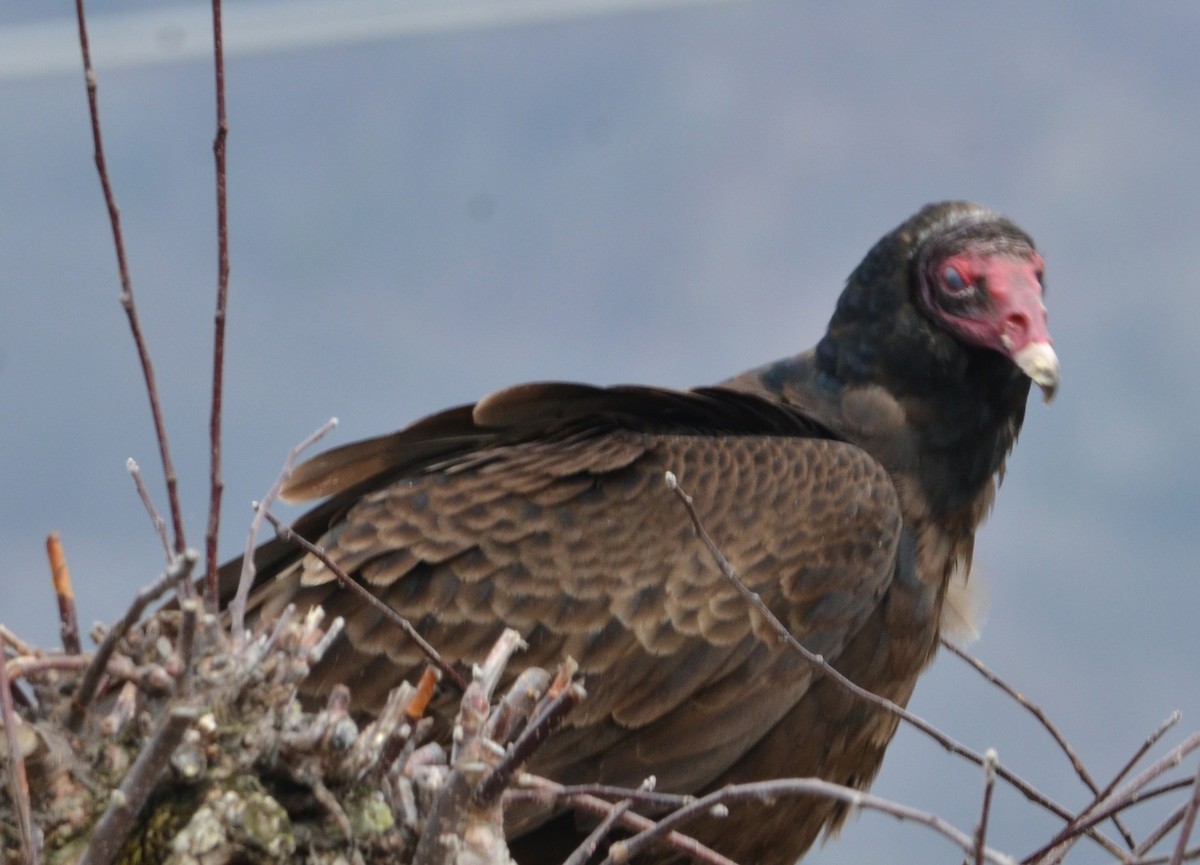 Turkey Vulture - ML633518977