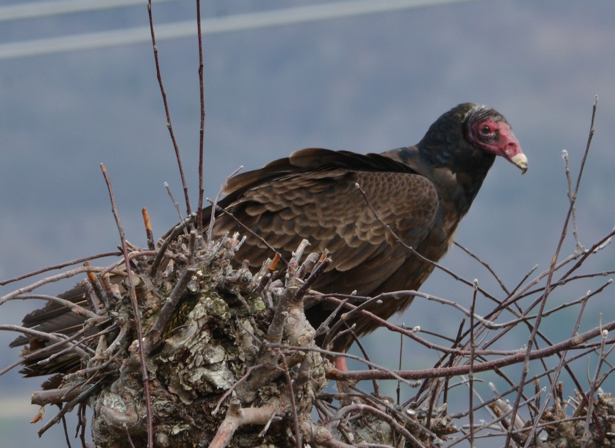 Turkey Vulture - ML633518979