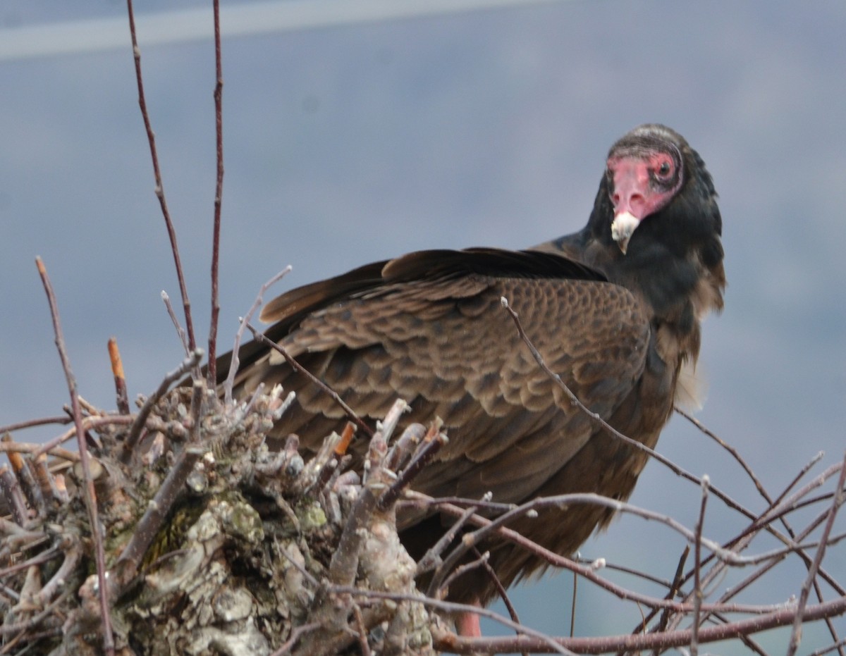Turkey Vulture - ML633518980