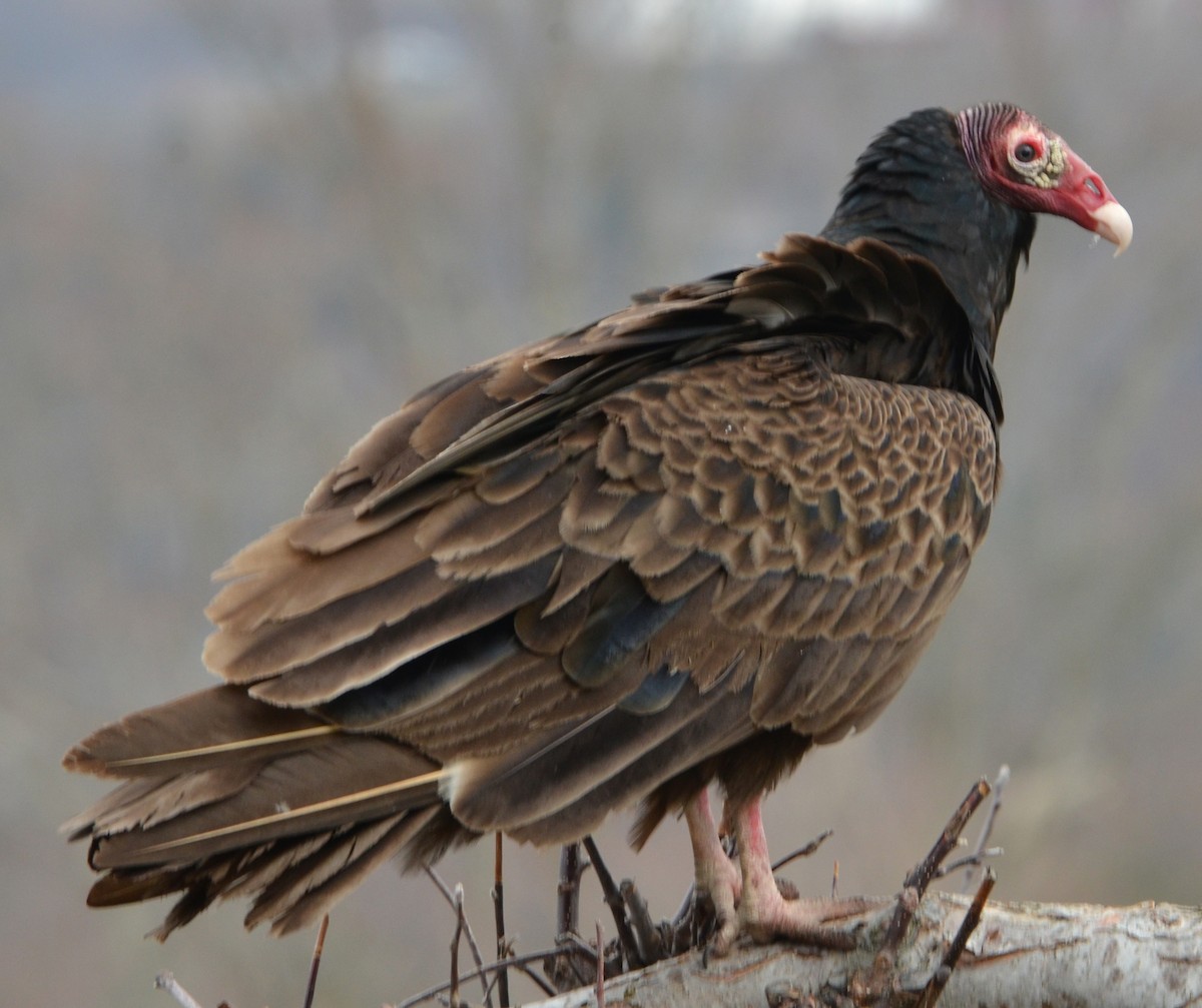 Turkey Vulture - ML633518981