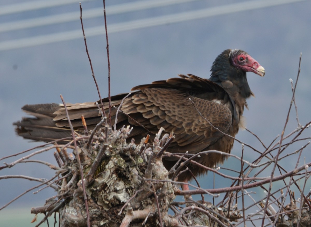Turkey Vulture - ML633518982