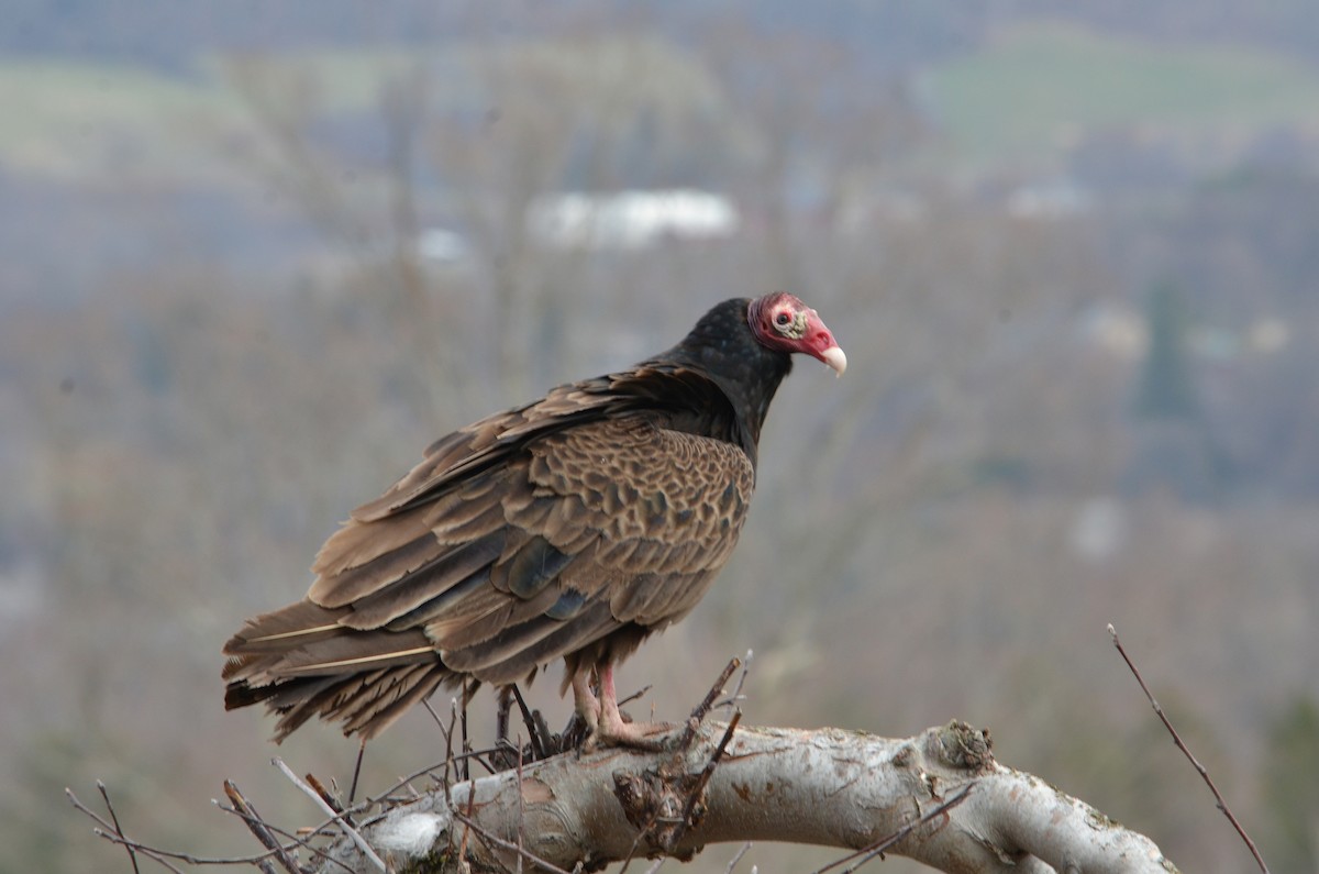 Turkey Vulture - ML633518986