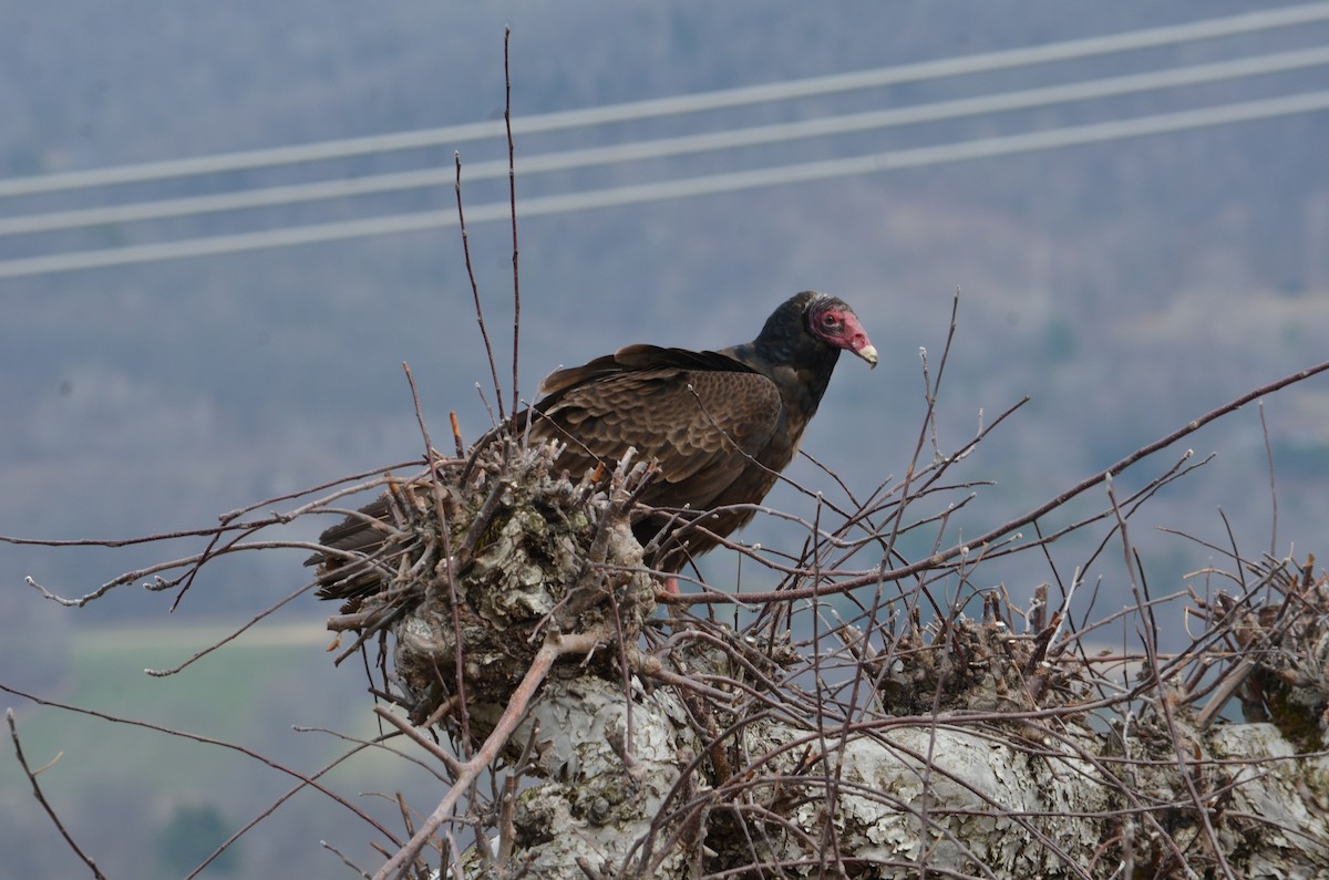 Turkey Vulture - ML633518988