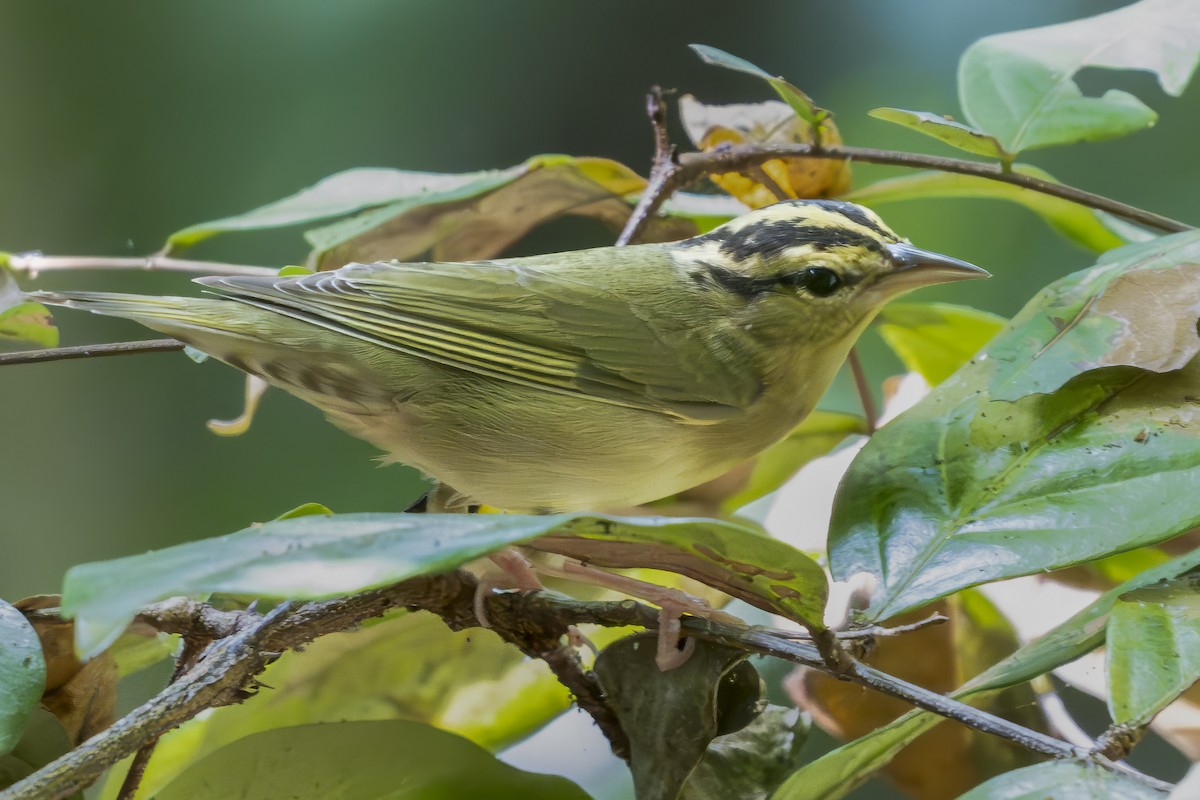 Worm-eating Warbler - ML633519035
