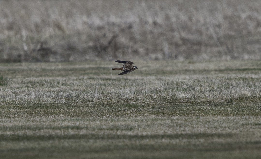American Kestrel - ML633519085