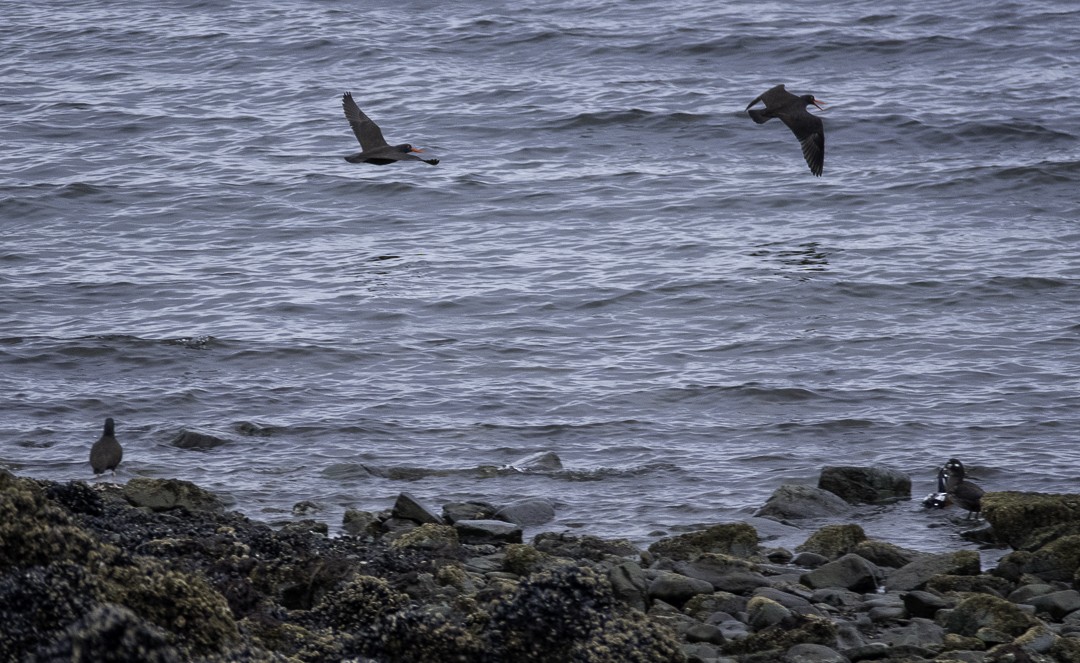 Black Oystercatcher - ML633519176